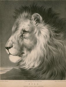 ライオンのネロ、サリー動物園、ロンドン 作： ウィリアム・バロー